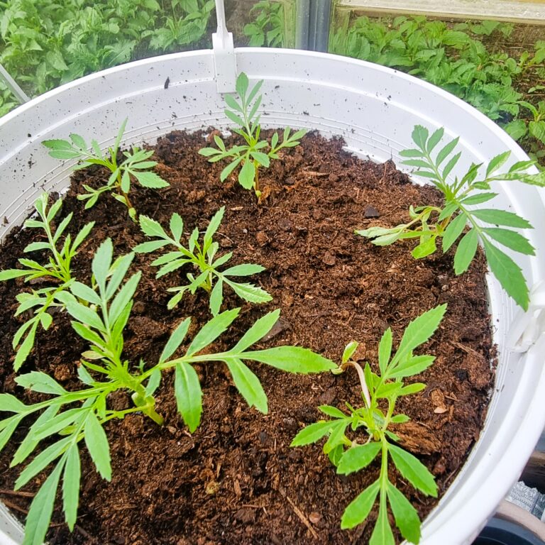 Pienkoti Metsäkulma Saarijärvi (6)